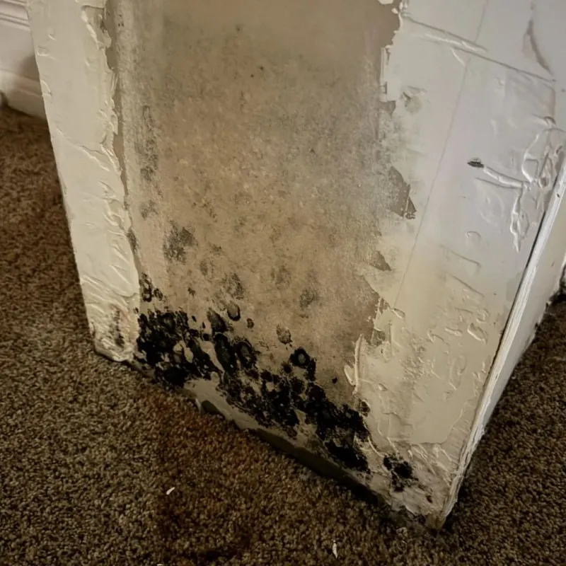 Professional Mold Removal in Donna, TX